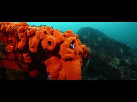 Let it Go Visualization #5